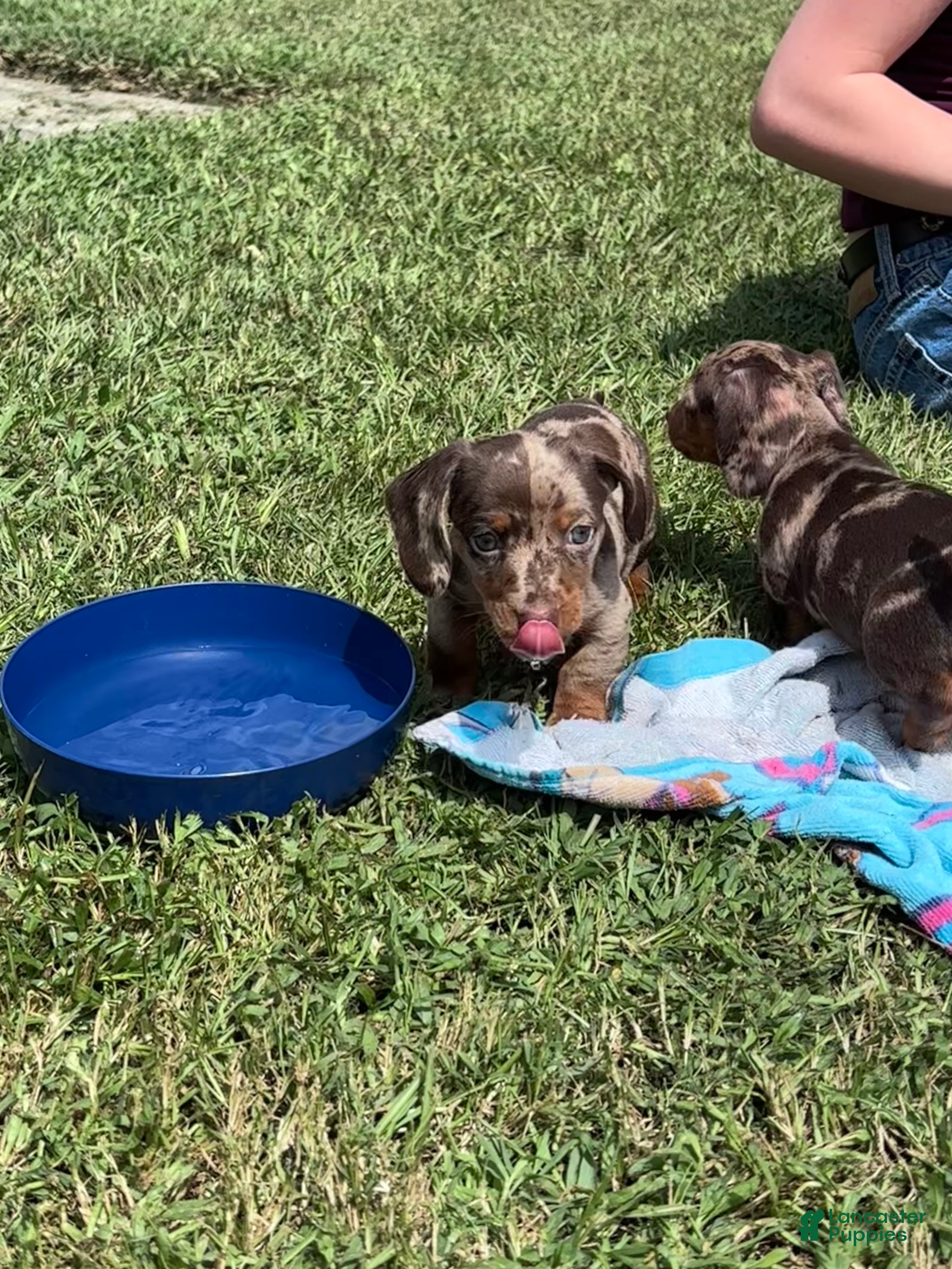 Miniature Dachshund dogs Miniature Dachshund 2 - Ad 2