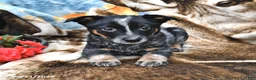 Australian Cattle Dog dogs for sale: Honey - Ad 3