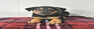 Bruno