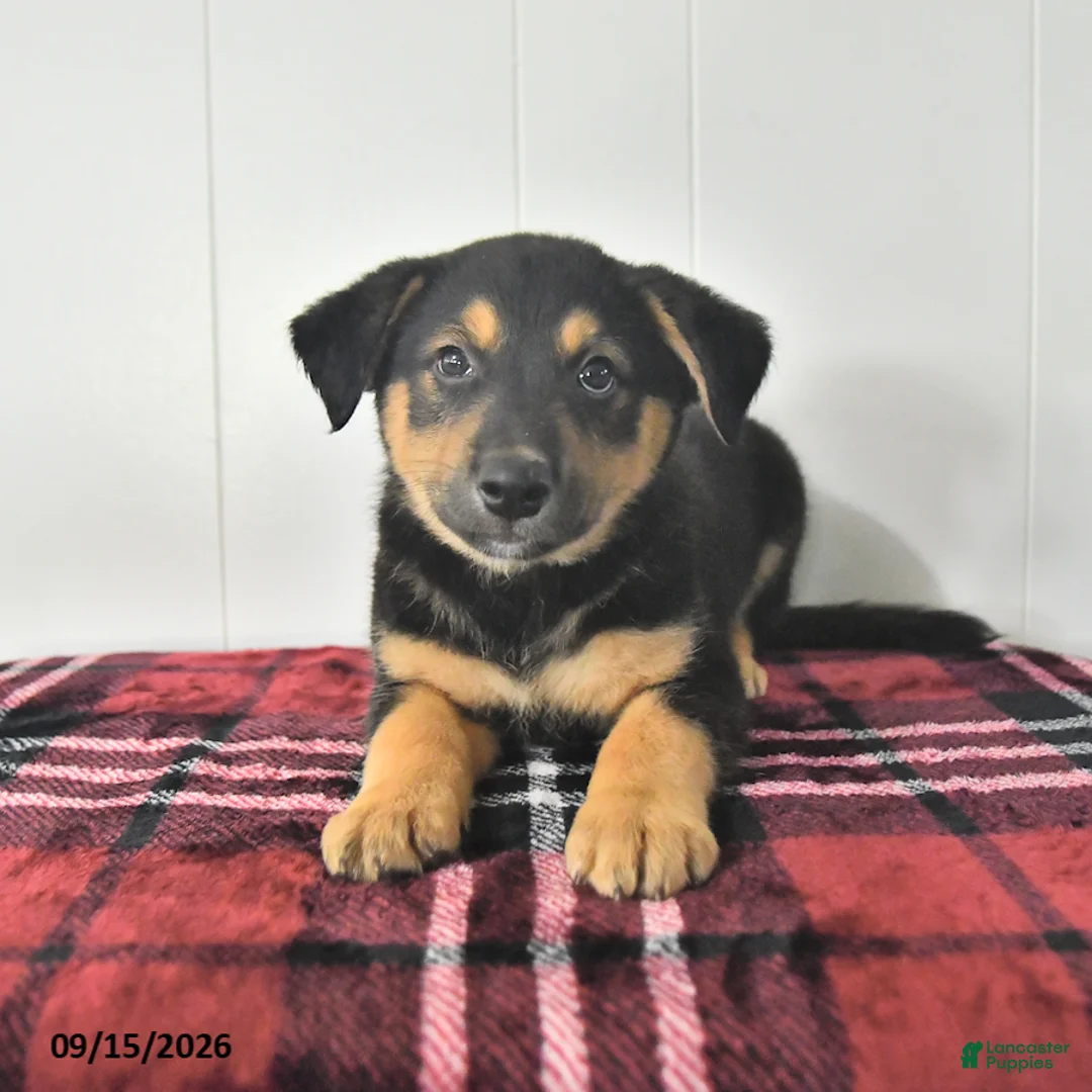 Mixed Breed dogs for sale: Bruno - Ad 1