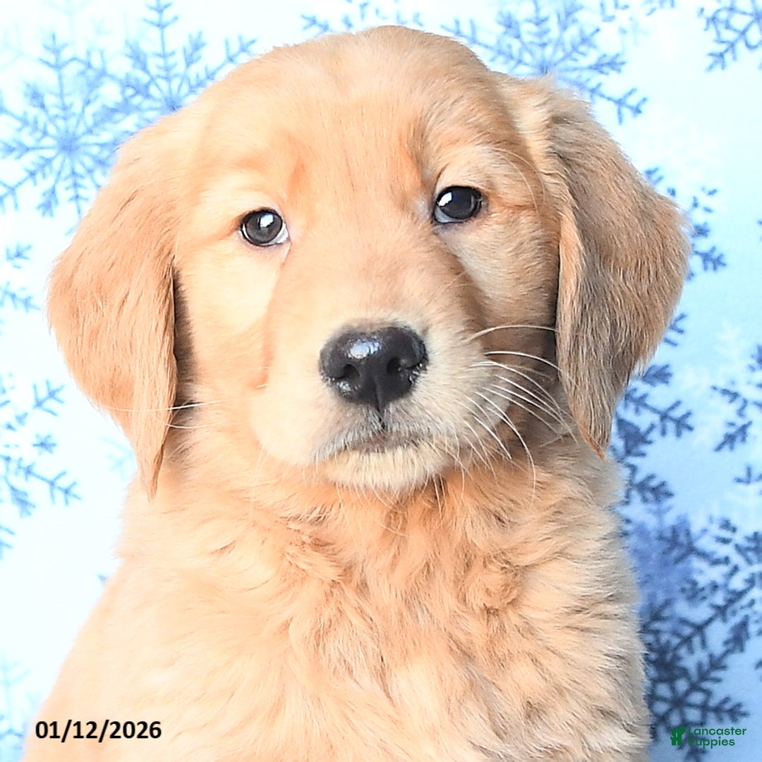 Golden Retriever dogs for sale: Professor - Ad 3