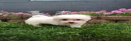 Maltese dogs for sale: Amber - Ad 3
