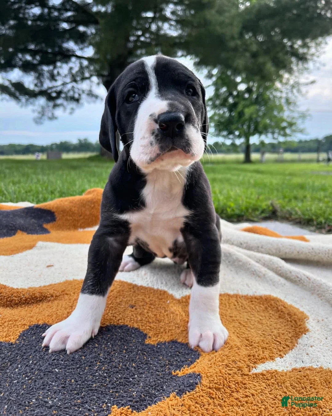 Gallery Image {{count}}