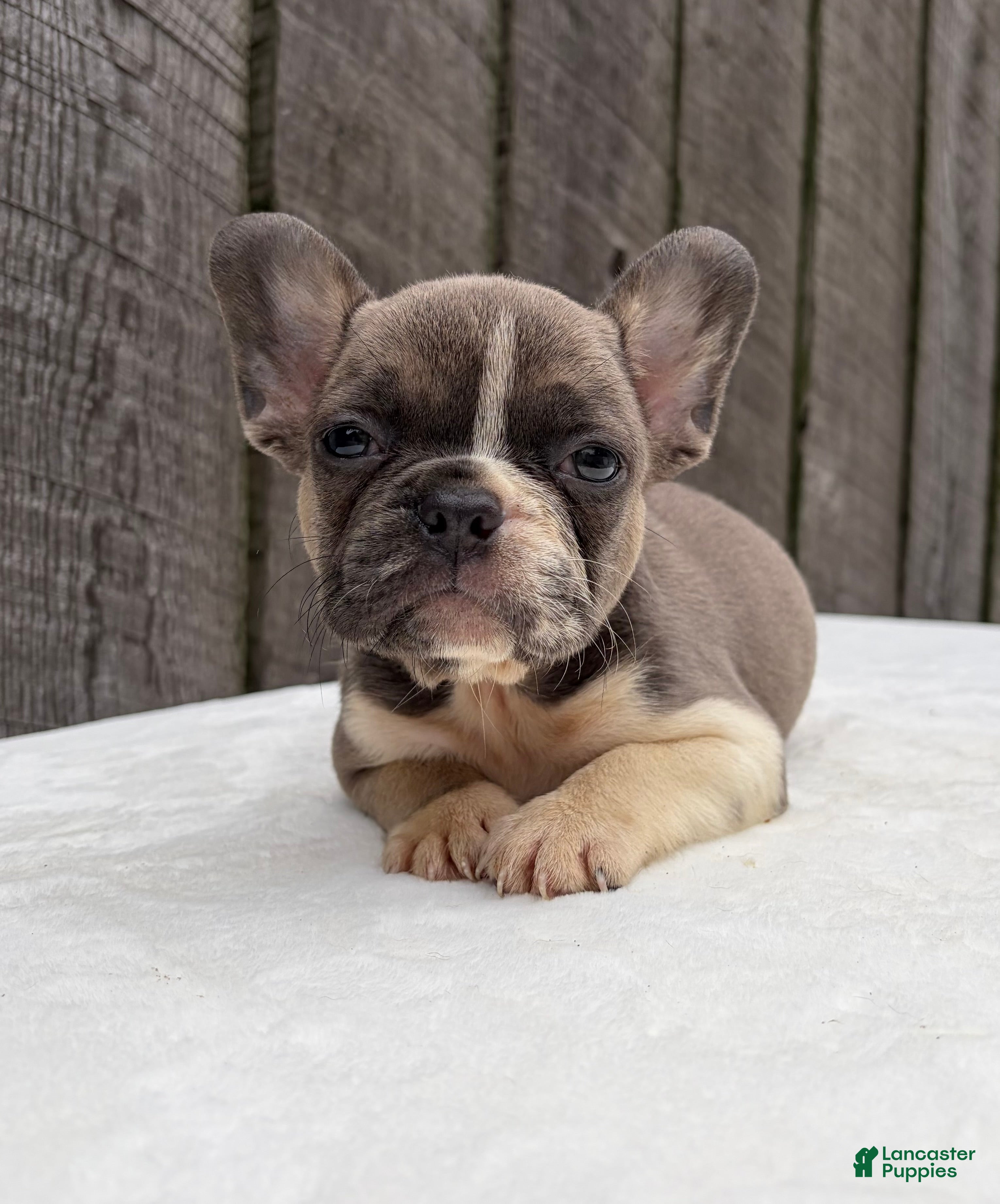 French Bulldog dogs for sale: Rowen - Ad 1