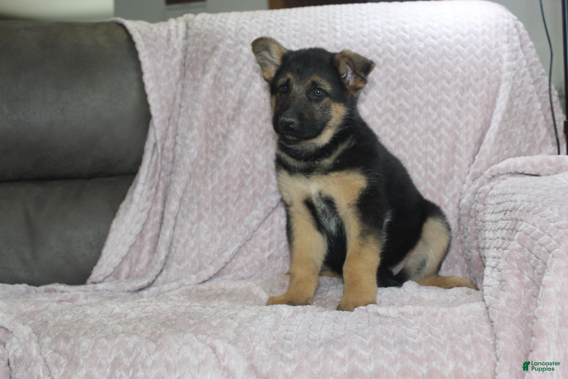 German Shepherd dogs Ace - Ad 2