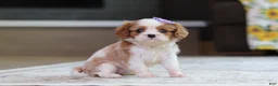 Cavalier King Charles Spaniel dogs for sale: Sammy - Ad 3
