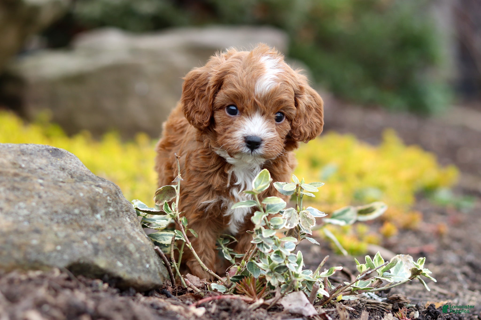Cavapoo dogs Buddy - Ad 1