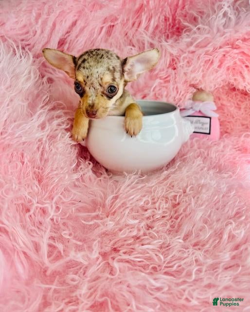 Chiweenie dogs Chiweenie Puppy 1 - Ad 1