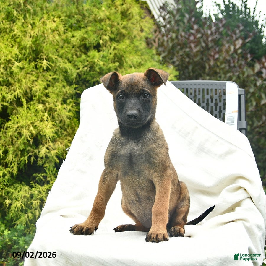 Mixed Breed dogs Mocha - Ad 2