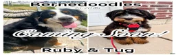 Bernedoodle dogs for sale: Vienna - Ad 6