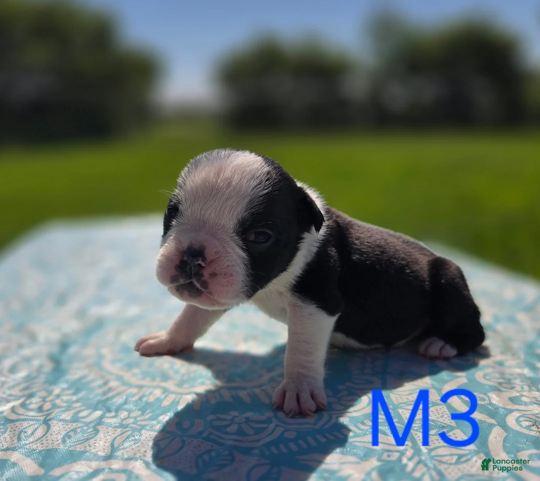 Olde English Bulldogge dogs for sale: Forky - Ad 2