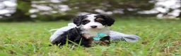Mini Bernedoodle dogs for sale: Tommy 🐾 - Ad 3