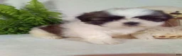 Shih Tzu dogs for sale: Axel  - Ad 5