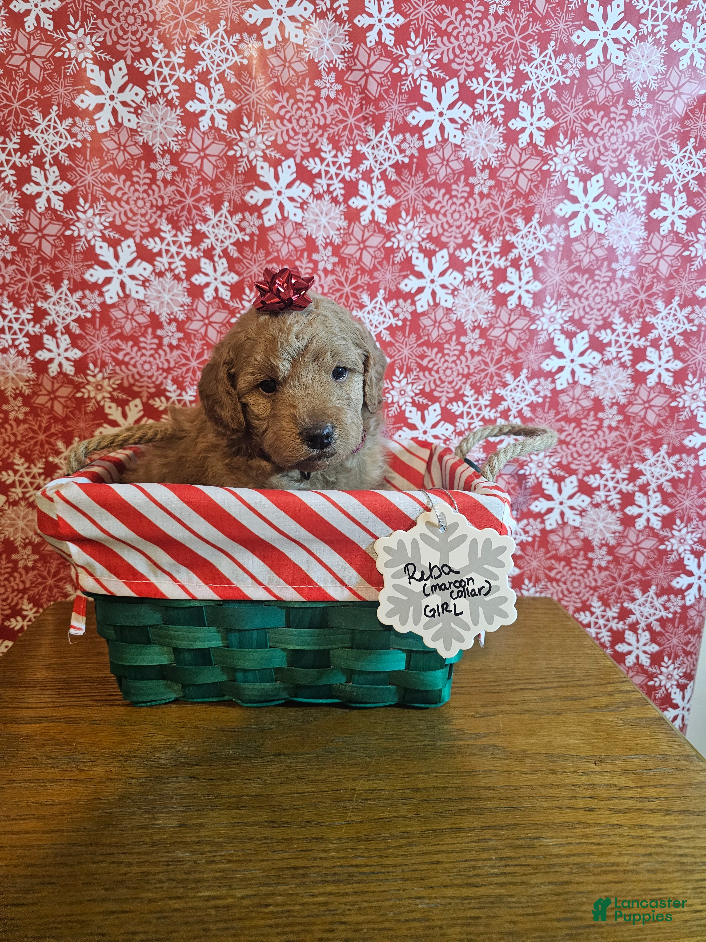 Mixed Breed dogs Reba - Ad 24