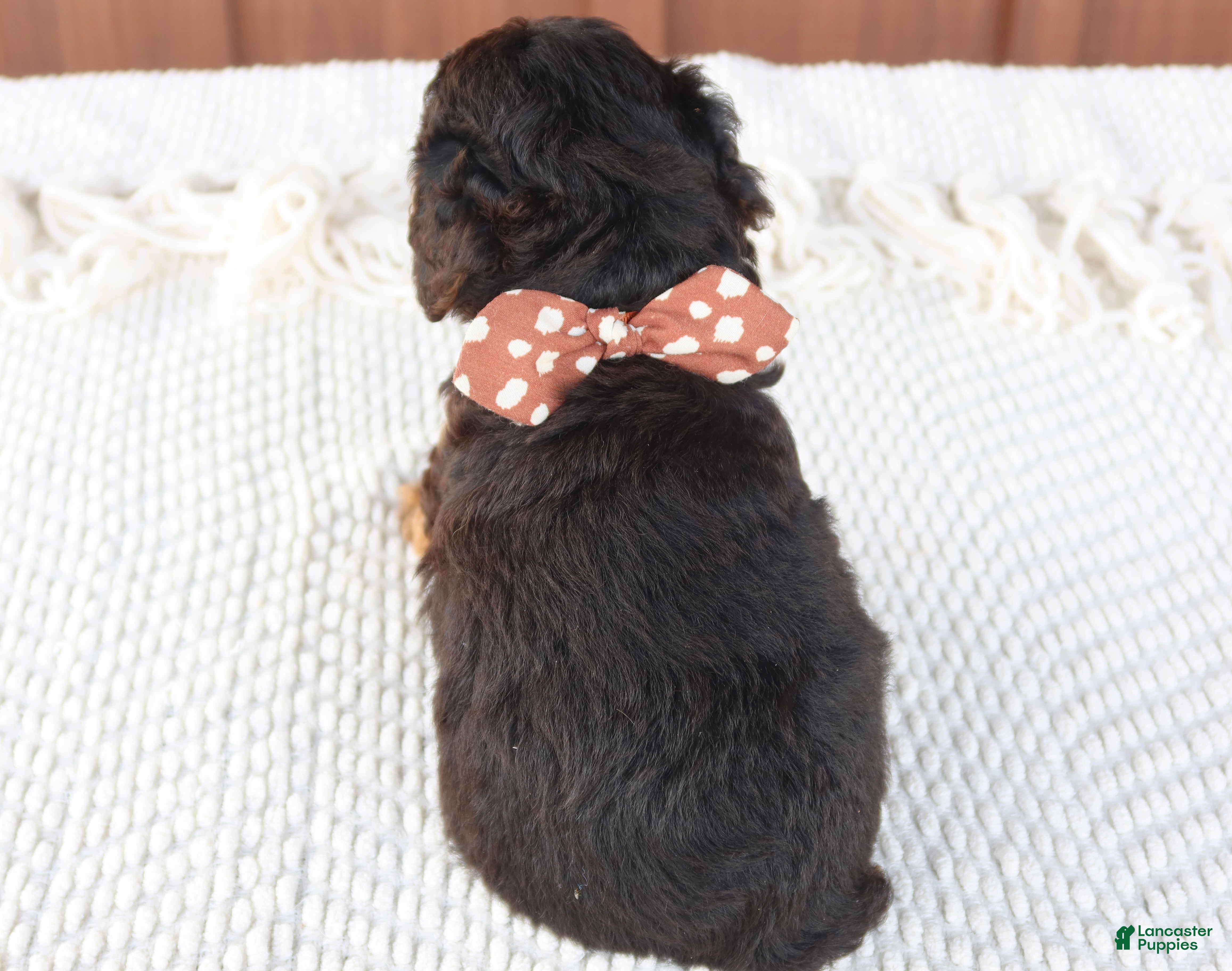 Toy Poodle dogs Copper - Ad 2