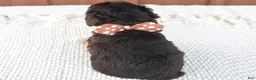 Toy Poodle dogs for sale: Copper - Ad 2