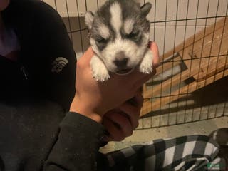 Gerberian Shepsky dogs Gerberian Shepsky Puppy 4 - Ad 15