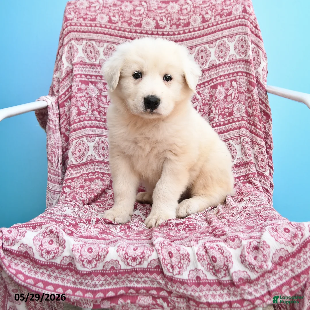 Mixed Breed dogs for sale: Henry - Ad 1
