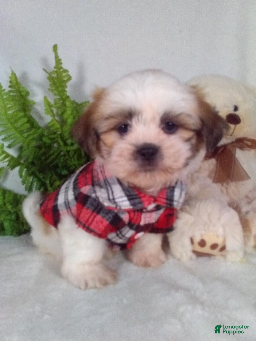 Shih Tzu dogs Paws - Ad 1