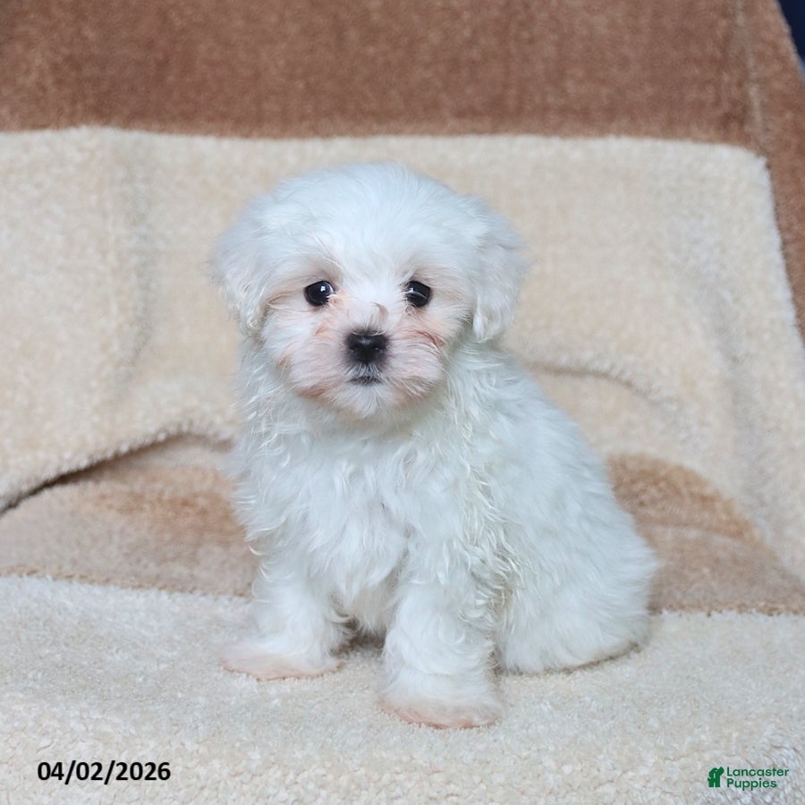 Maltese dogs Skippy - Ad 1