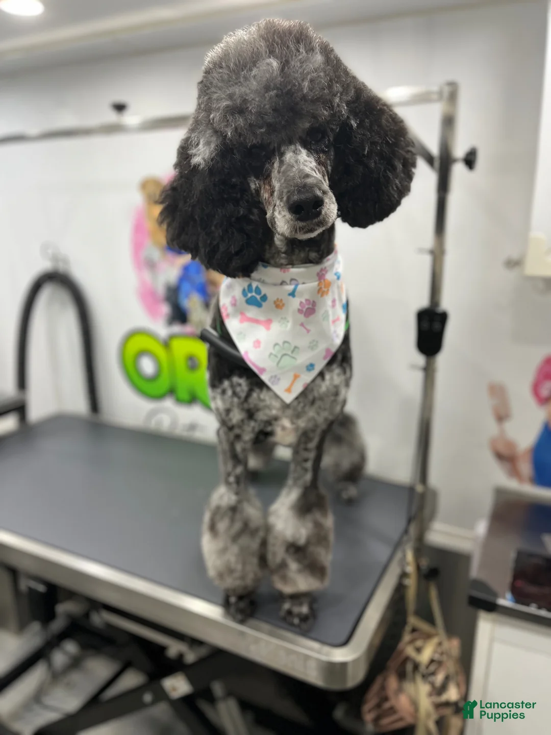 Miniature Poodle dogs for sale: Starling  - Ad 6