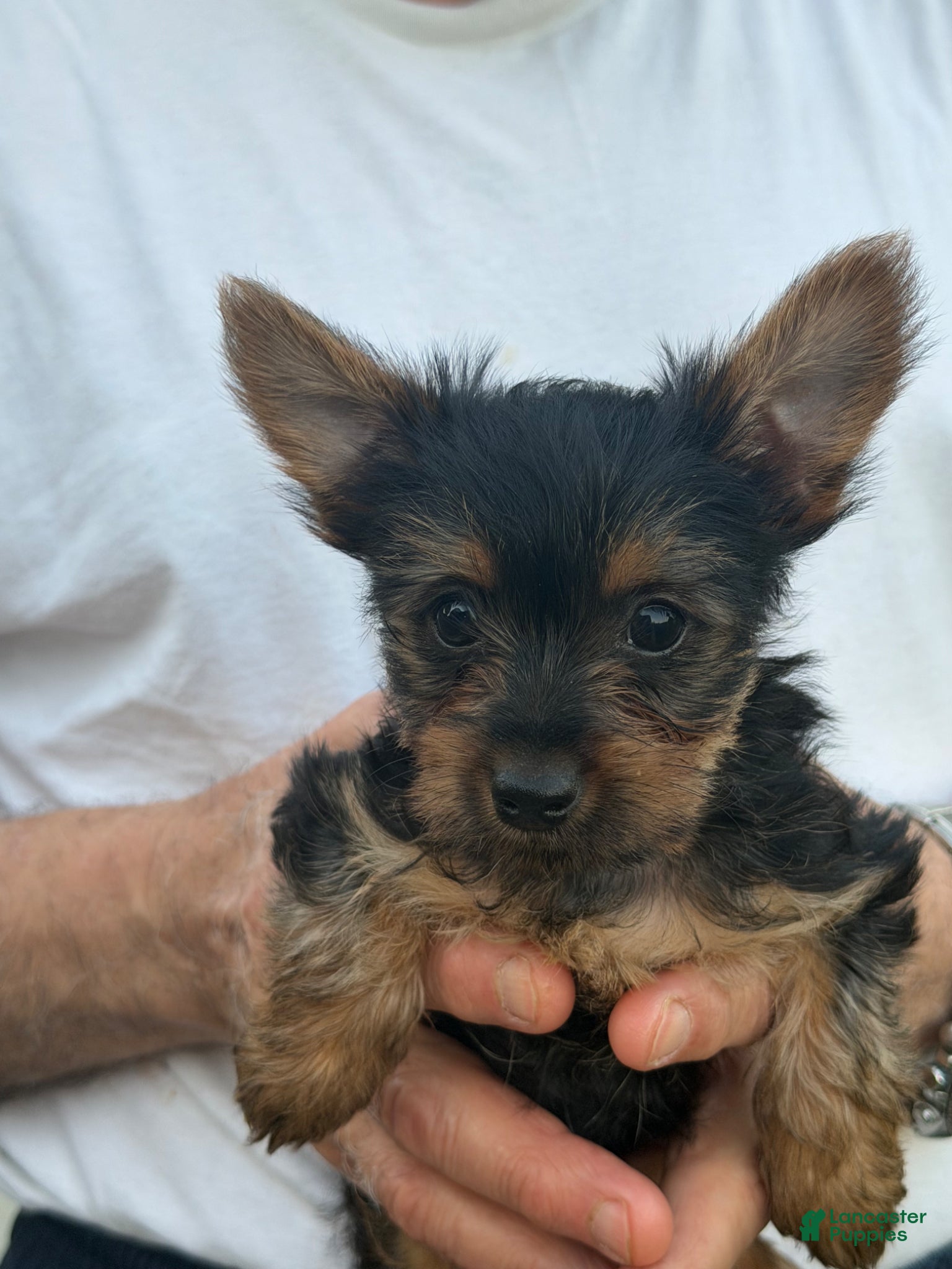 Yorkshire Terrier dogs Yorkshire Terrier Puppy 1 - Ad 2