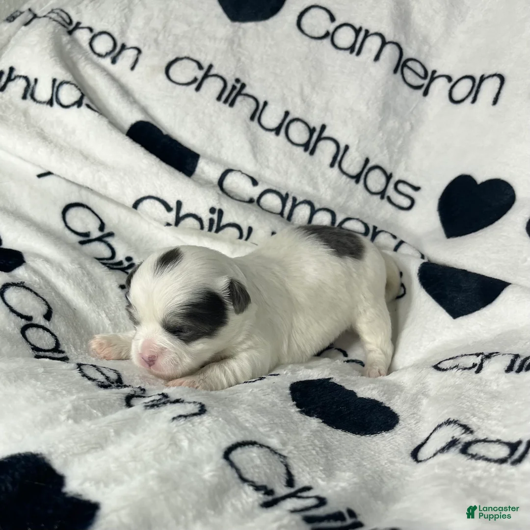Chihuahua dogs for sale: Gabriel Blue Spotted - Ad 3