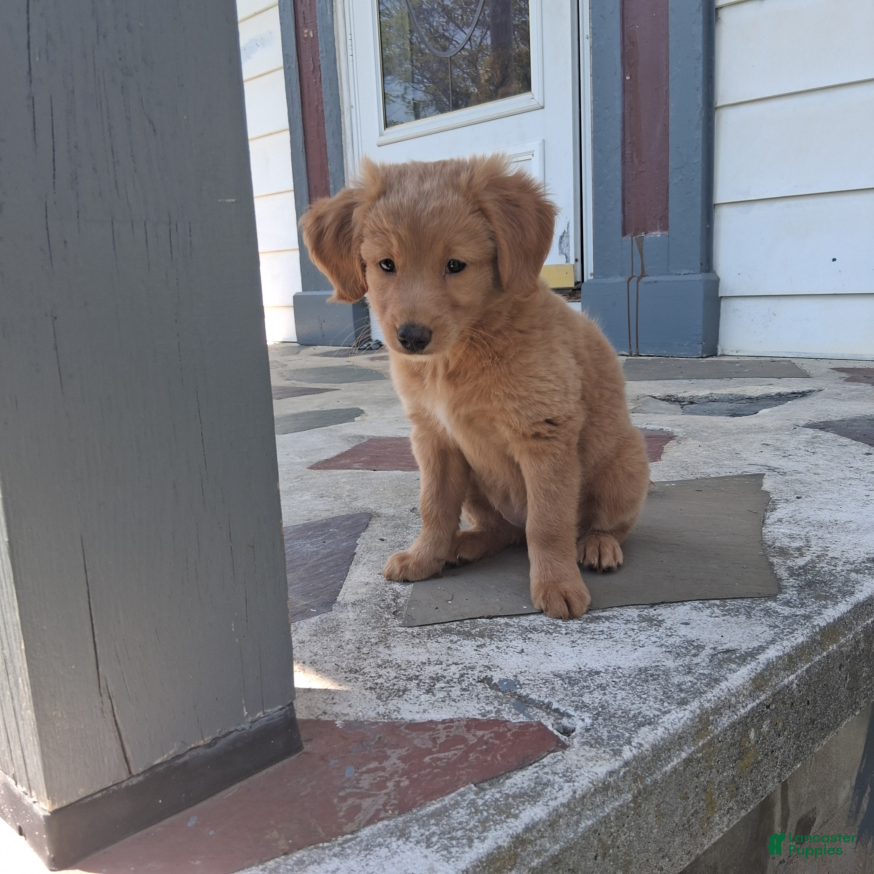 Mixed Breed dogs Daisy - Ad 2