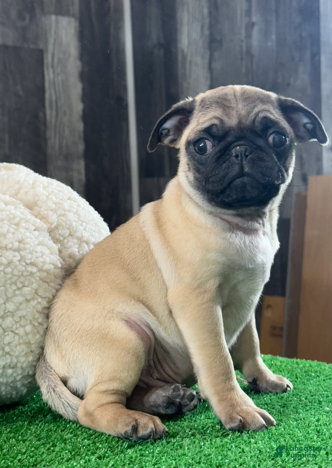 Pug dogs for sale: Peter - Ad 2