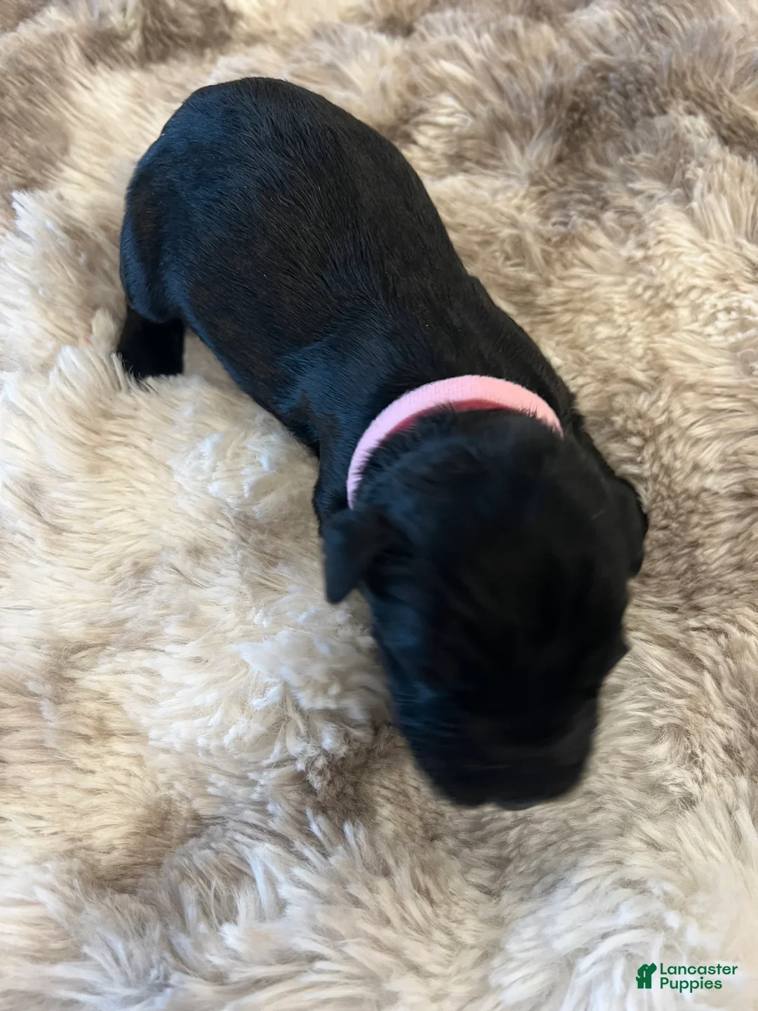 Giant Schnauzer dogs for sale: Adelaide “Addie” - Ad 5