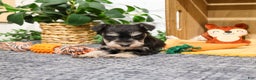 Miniature Schnauzer dogs for sale: Fernando - Ad 3
