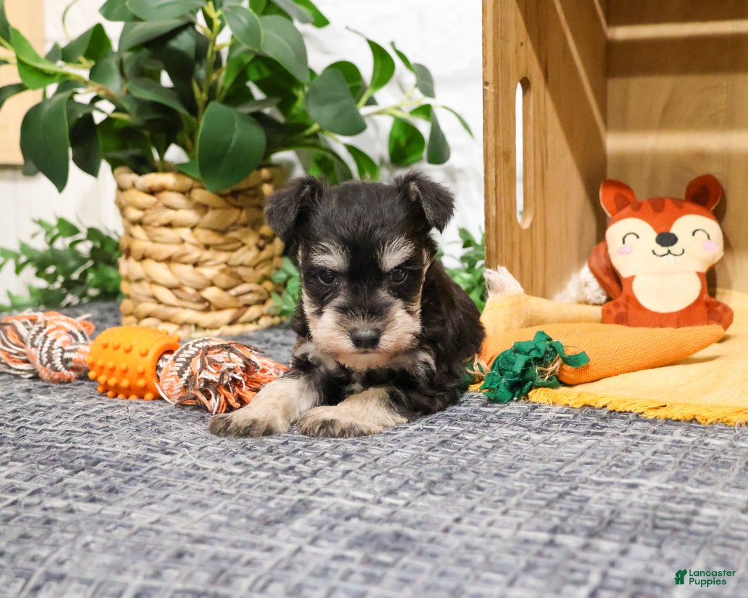 Miniature Schnauzer dogs for sale: Fernando - Ad 3