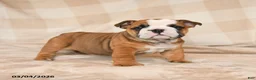 English Bulldog dogs for sale: Mandi - Ad 1