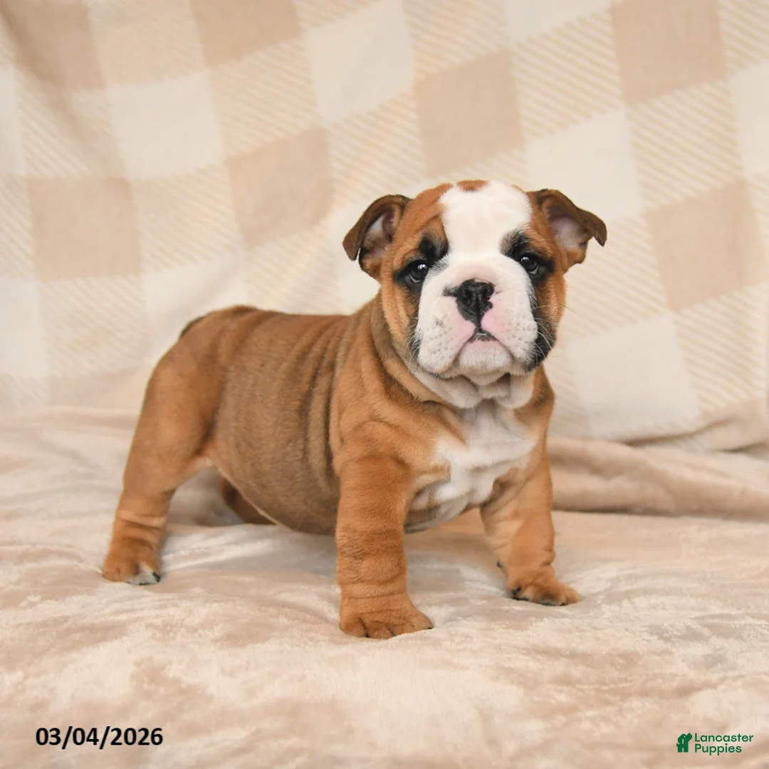 English Bulldog dogs for sale: Mandi - Ad 1
