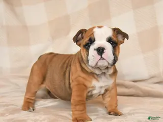 English Bulldog dogs for sale: Mandi - Ad 4