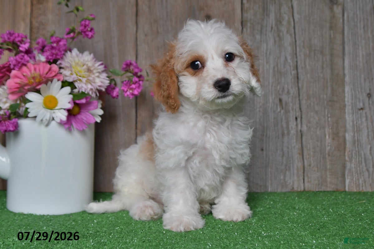 Cavapoo dogs Prince    - Ad 2