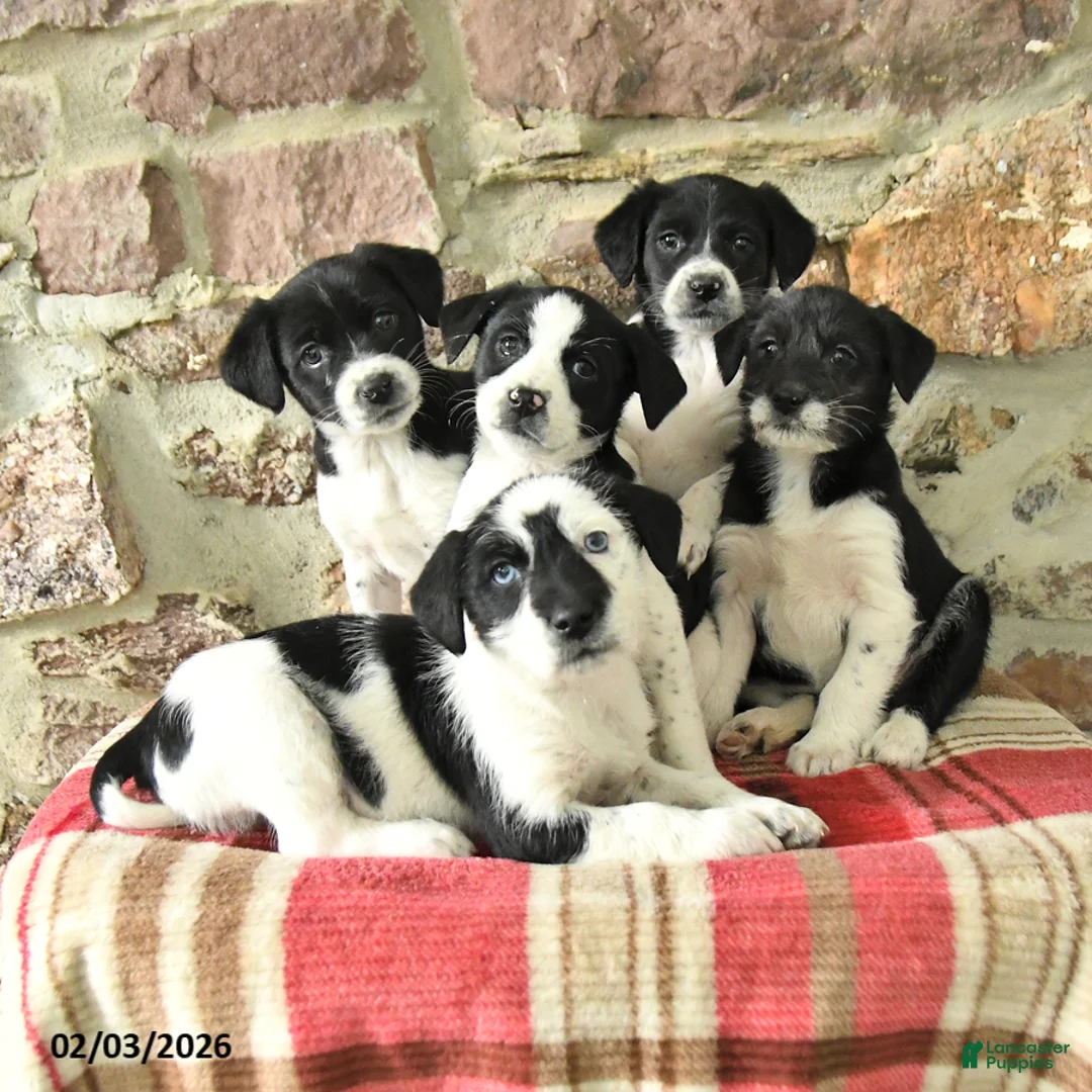 Mixed Breed dogs for sale: Tess - Ad 3