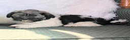Havanese dogs for sale: Dulce - Ad 4