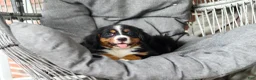 Bernese Mountain Dog dogs for sale: Bailey - Ad 8