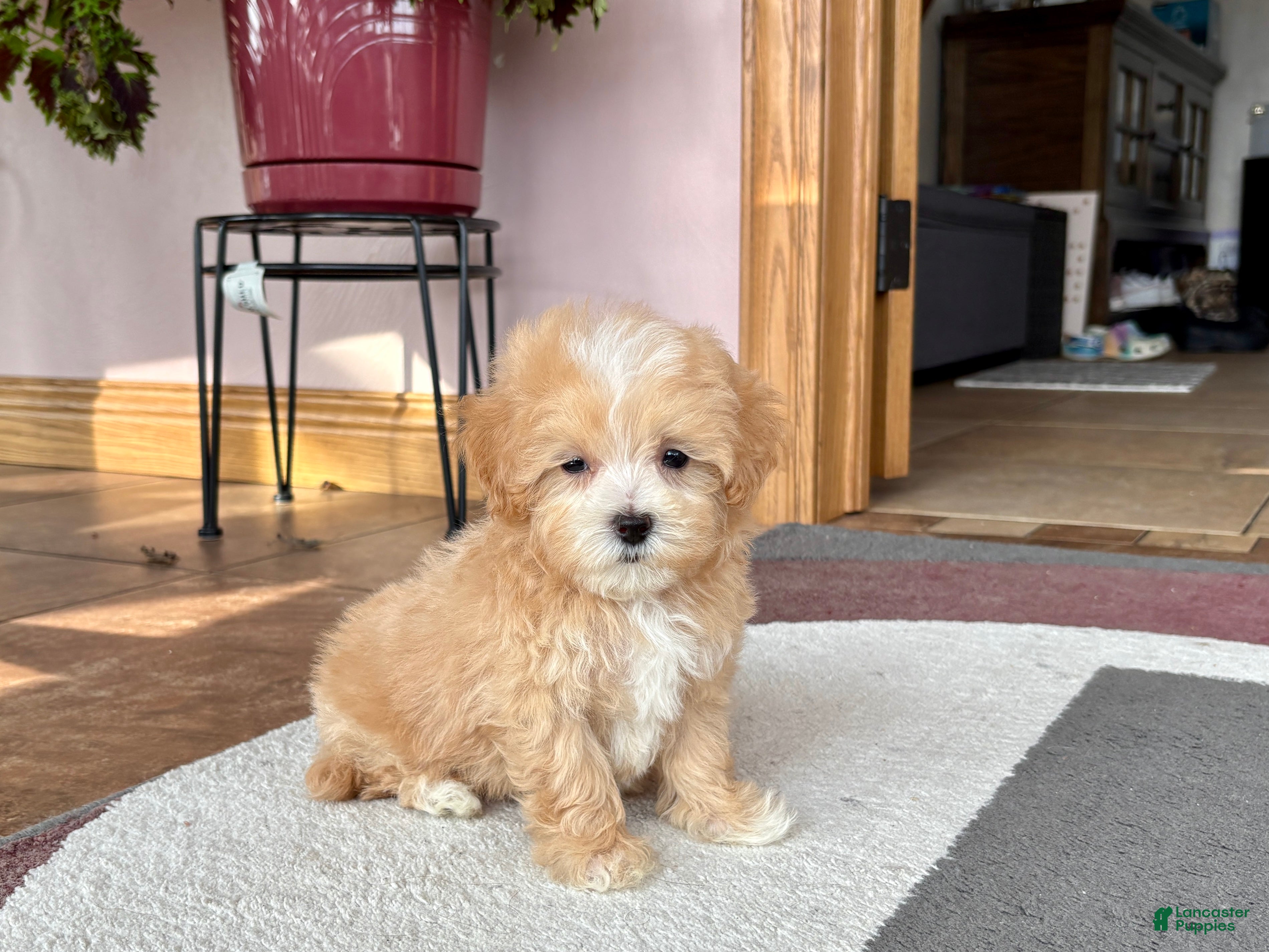 Maltipoo dogs Maltipoo Male Puppy 2 - Ad 2