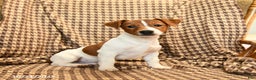Jack Russell Terrier dogs for sale: Shannon - Ad 6