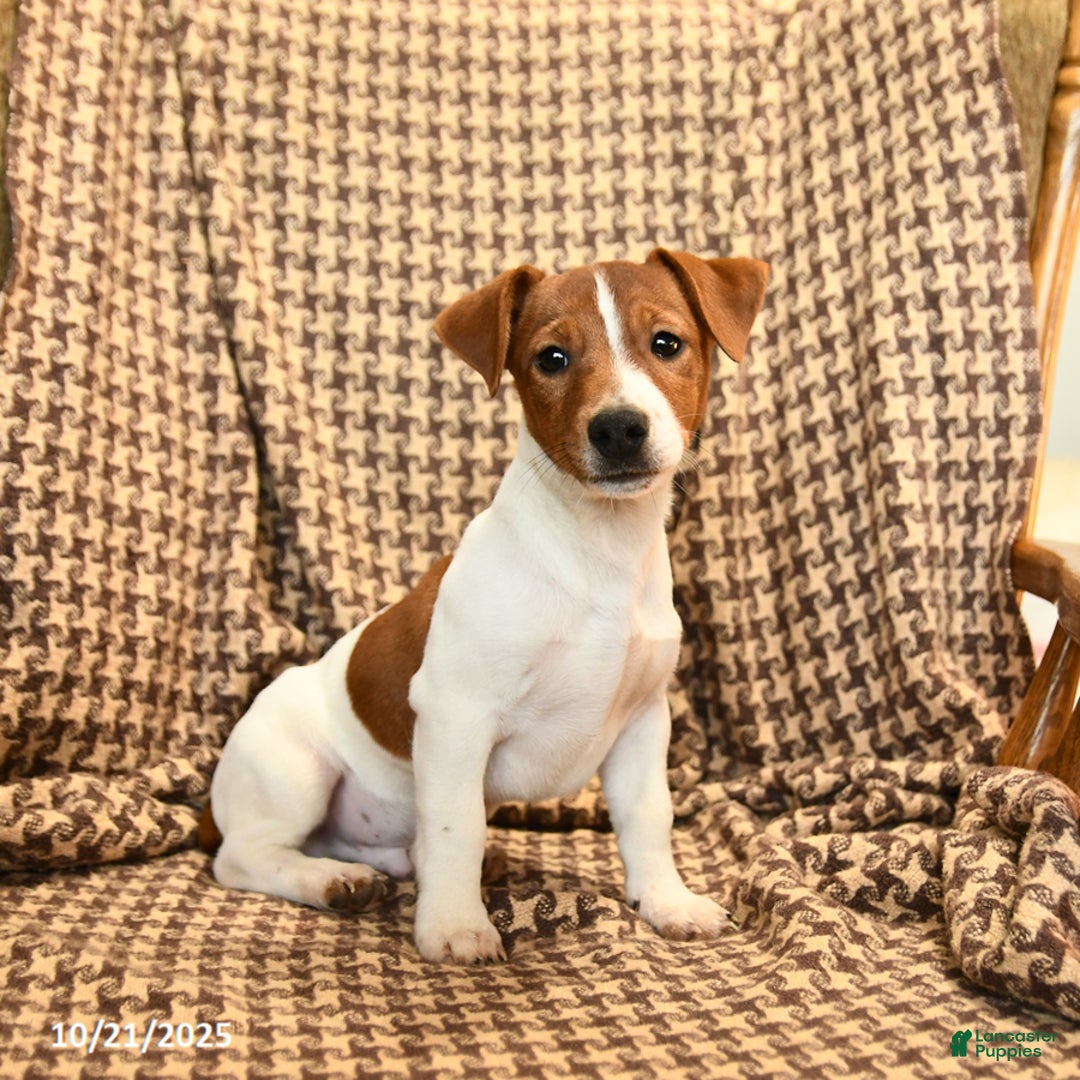Jack Russell Terrier dogs for sale: Shannon - Ad 6
