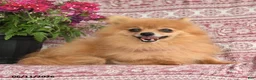 Pomeranian dogs for sale: Mary - Ad 3