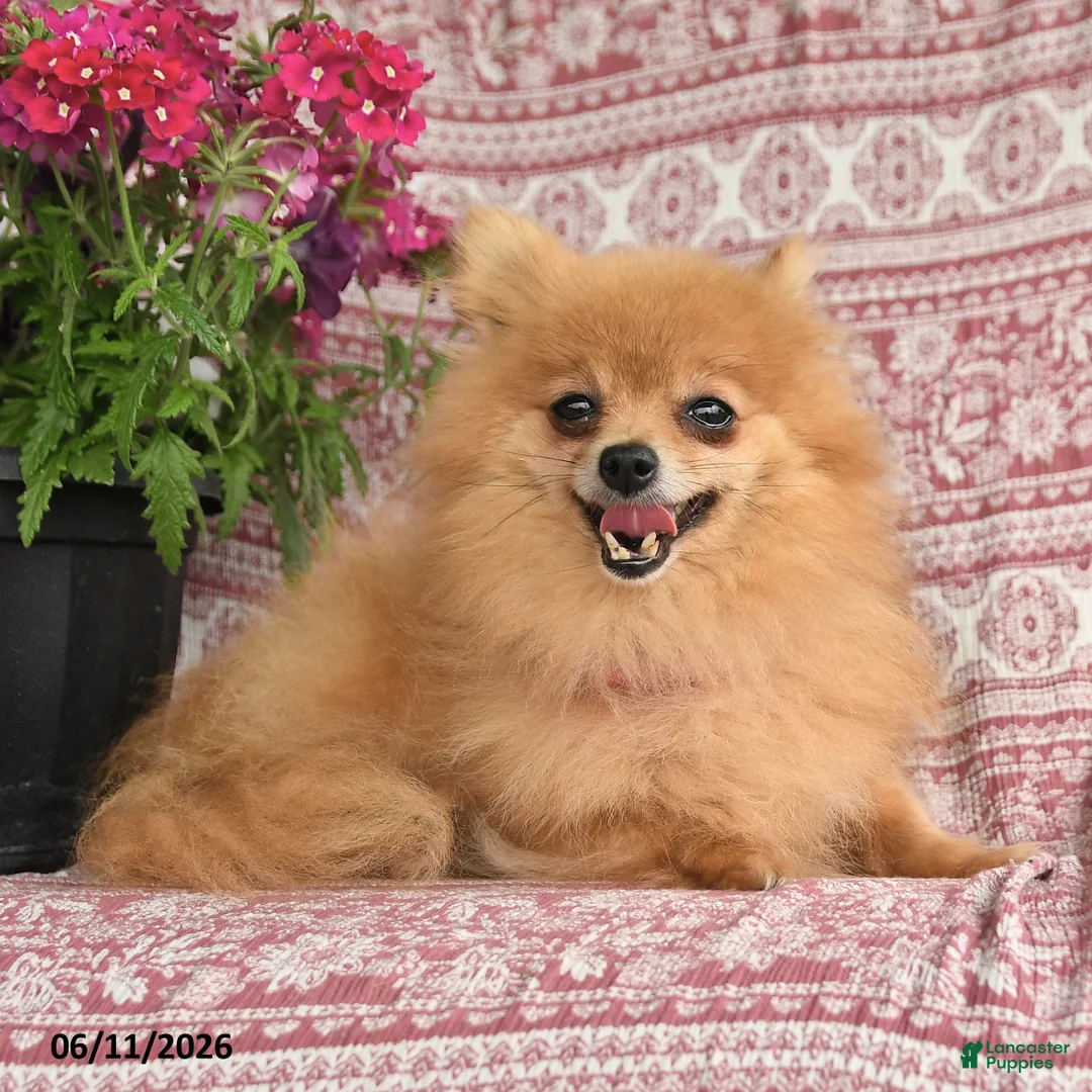 Pomeranian dogs for sale: Mary - Ad 3