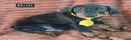 Doberman Pinscher dogs for sale: Bolt - Ad 3