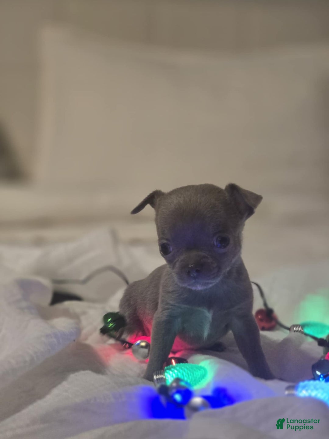 Chihuahua dogs for sale: Pinky - Ad 5