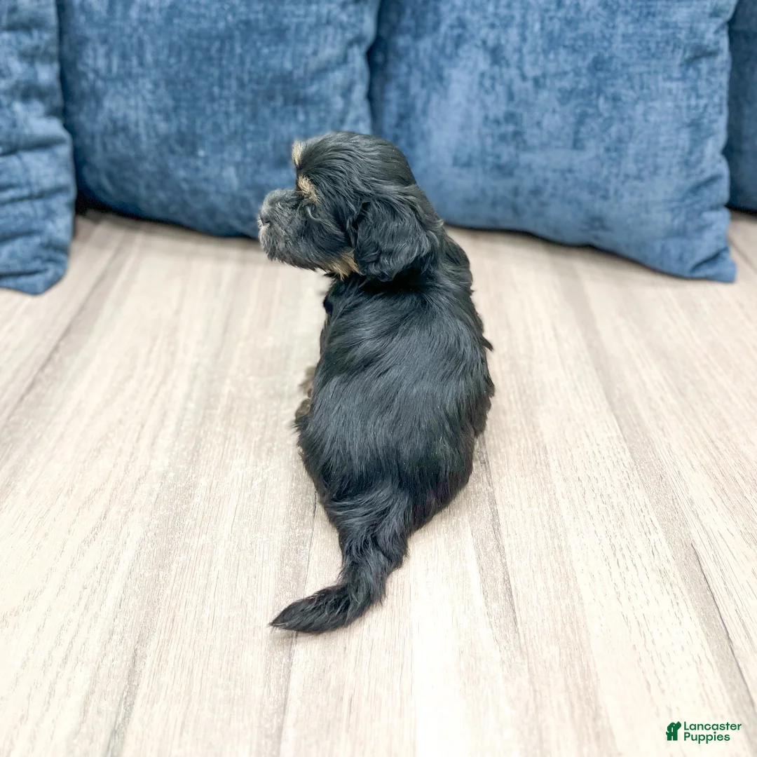 Havanese dogs for sale: Hudson - Ad 5