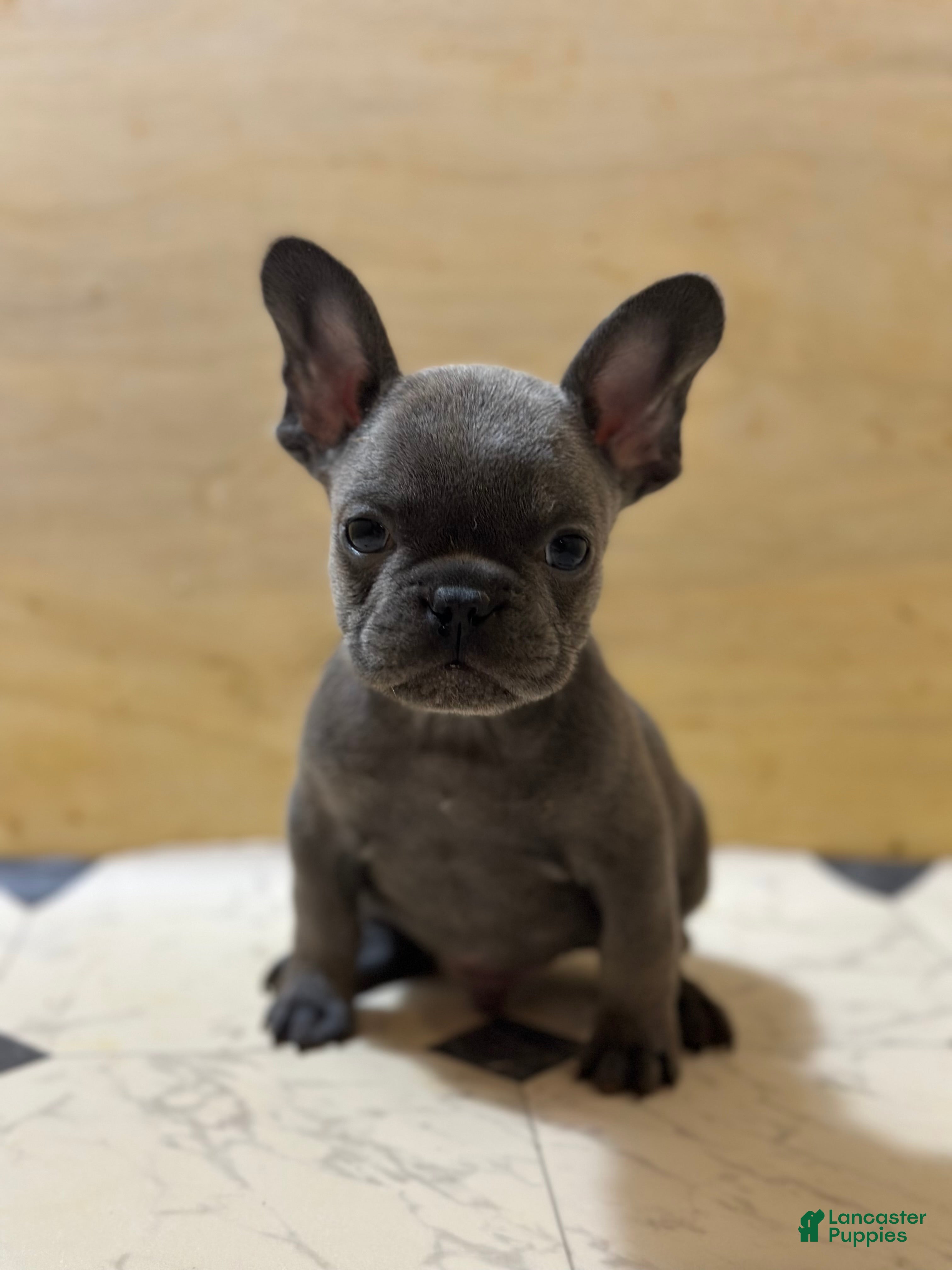 French Bulldog dogs Tyson - Ad 41