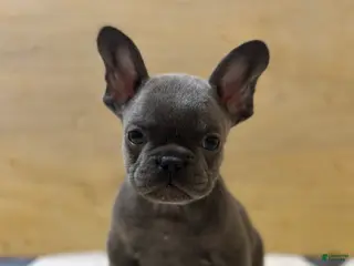 French Bulldog dogs Tyson - Ad 41