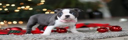 Boston Terrier dogs for sale: Missy - Ad 1